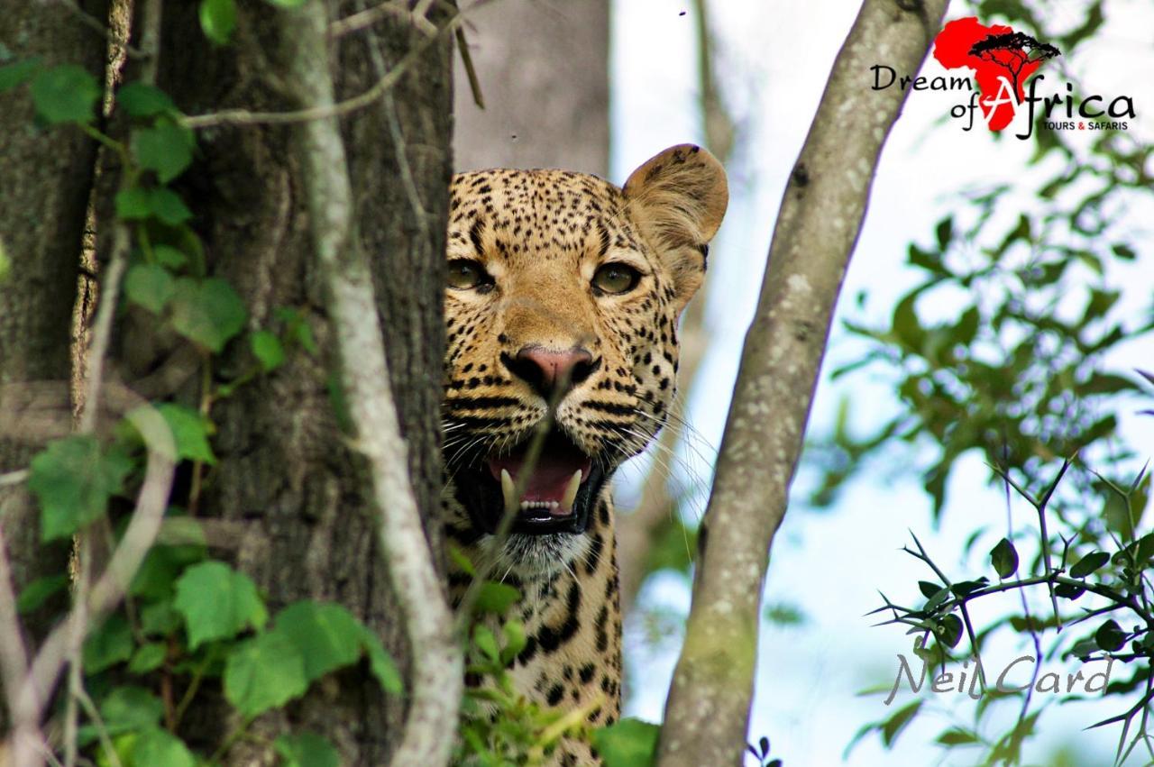 Dream Of Africa Bush Lodge Marloth Park Buitenkant foto