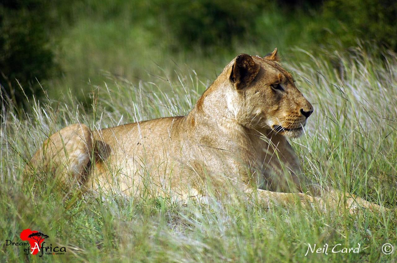 Dream Of Africa Bush Lodge Marloth Park Buitenkant foto