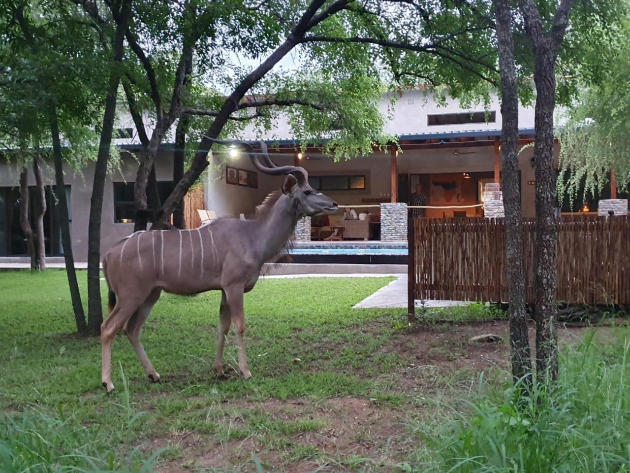 Dream Of Africa Bush Lodge Marloth Park Buitenkant foto