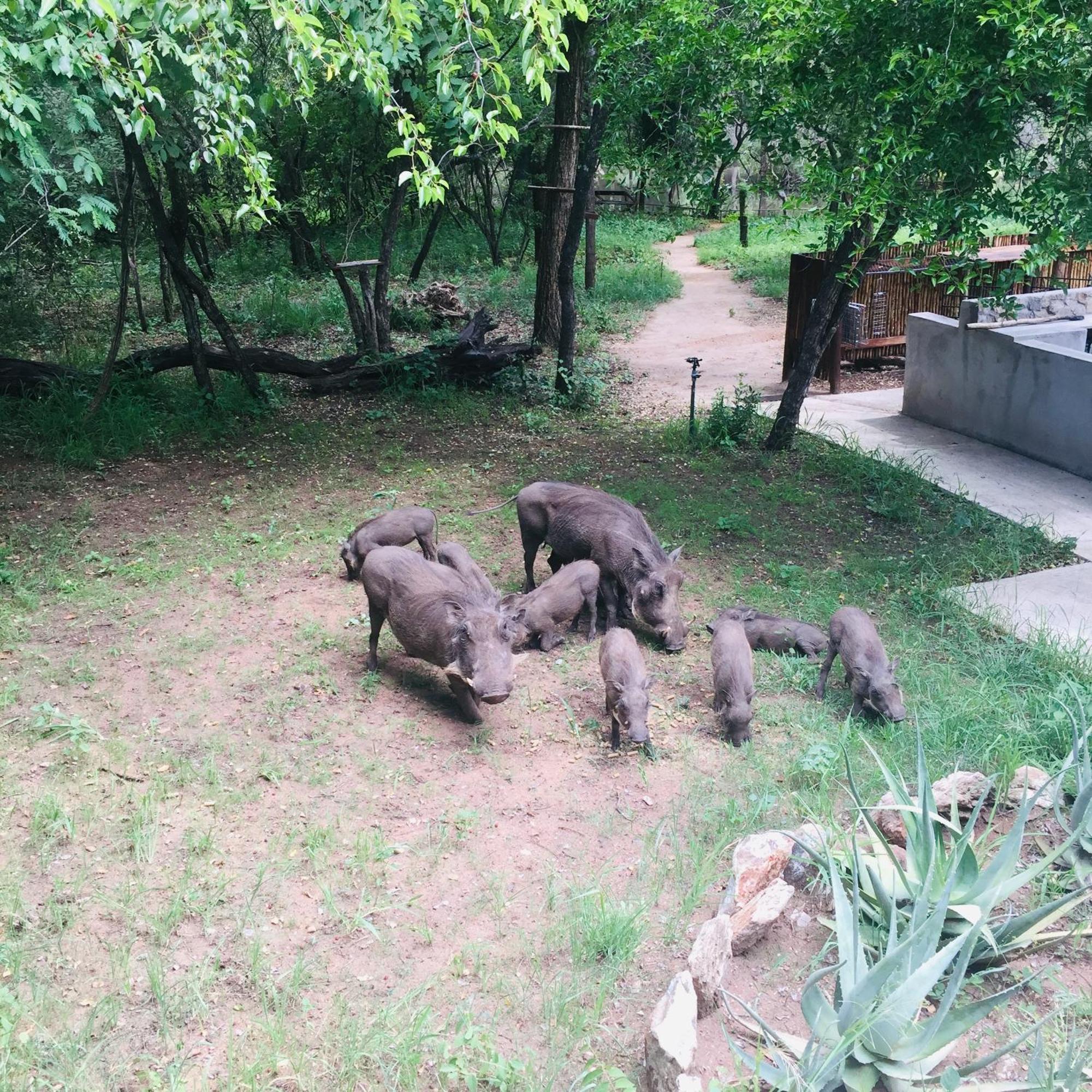 Dream Of Africa Bush Lodge Marloth Park Buitenkant foto